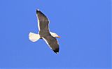 Lesser Black-backed Gull